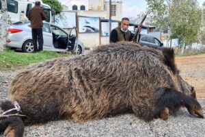 PROMINENT PALESTINIAN YOUTUBE PERSONALITY AND ANIMAL CONTROL ENTHUSIAST JAMAL ALIMWASI PHOTOGRAPHED WITH A WILD BOAR HE SHOT AFTER IT HAD BEEN SPOTTED NEAR A SCHOOL IN AL-BIREH, DECEMBER 2020. (PHOTO: JAMAL ALIMWASI FACEBOOK ACCOUNT)